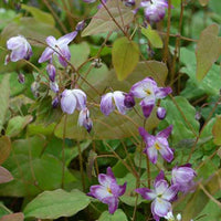 Elfenbloem Merlin - Epimedium youngianum merlin - Tuinplanten