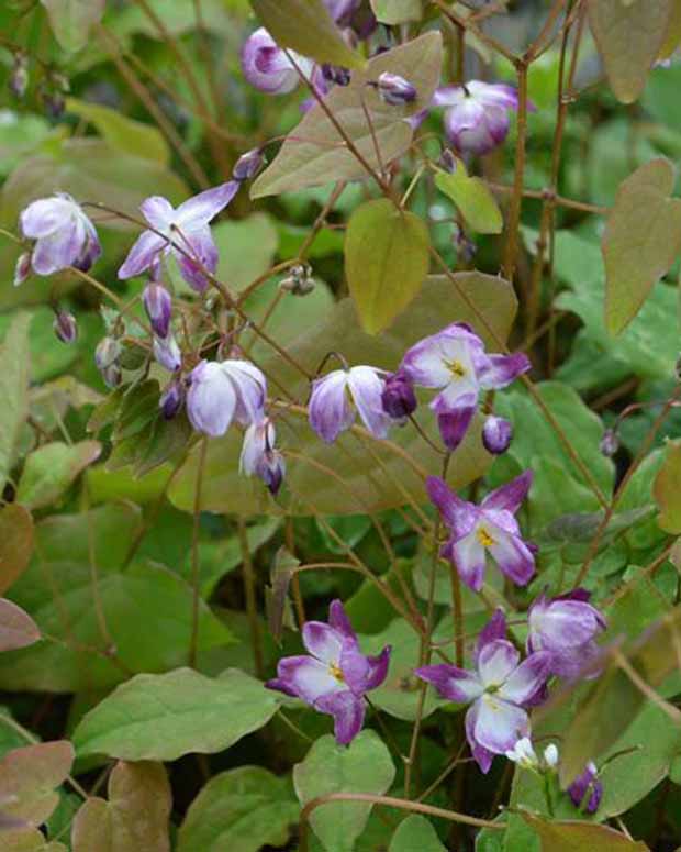 Elfenbloem Merlin - Epimedium youngianum merlin - Tuinplanten