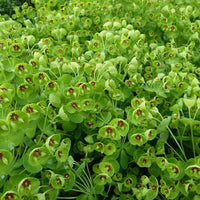 Wolfsmelk Kolibri Wolfsmelk - Euphorbia amygdaloides kolibri - Tuinplanten