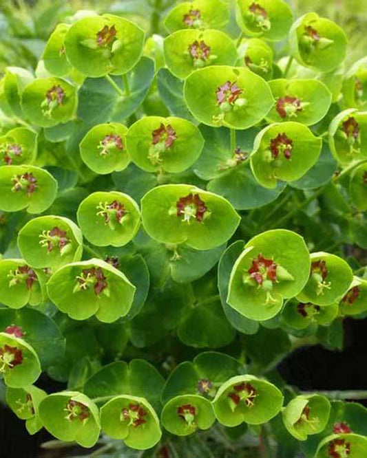 Wolfsmelk Martin Baby Charm - Euphorbia martinii baby charm - Tuinplanten