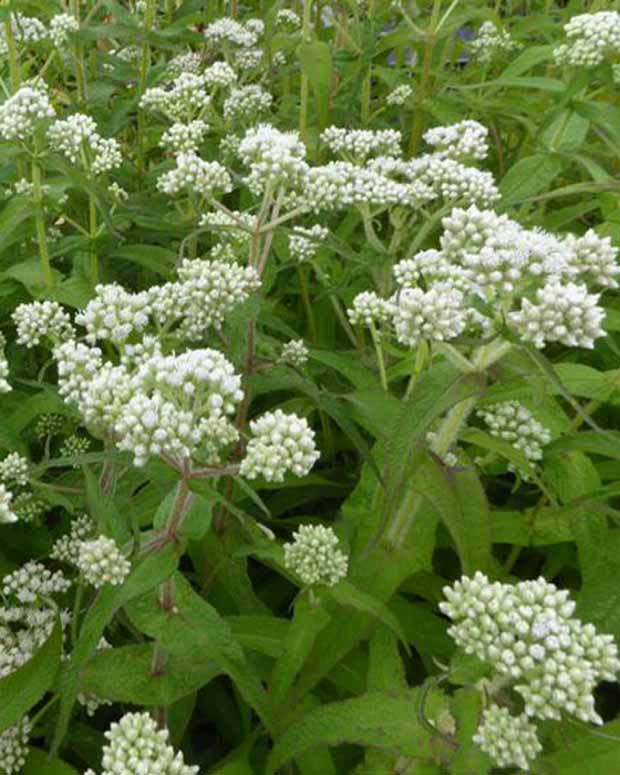 Leverkruid - Eupatorium perfoliatum - Vaste planten