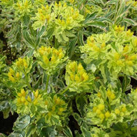 Wolfsmelk Variegata - Euphorbia polychroma variegata - Tuinplanten