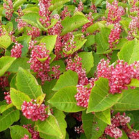 Japanse duizendknoop - Reynoutria compacta - Tuinplanten