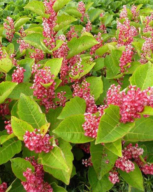 Japanse duizendknoop - Reynoutria compacta - Tuinplanten