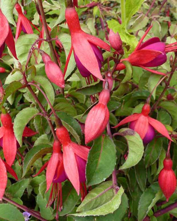 Bellenplant Mrs Popple - Fuchsia mrs popple - Perkplanten