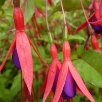 Bellenplant - Fuchsia magellanica var. gracilis - Terras- en balkonplanten