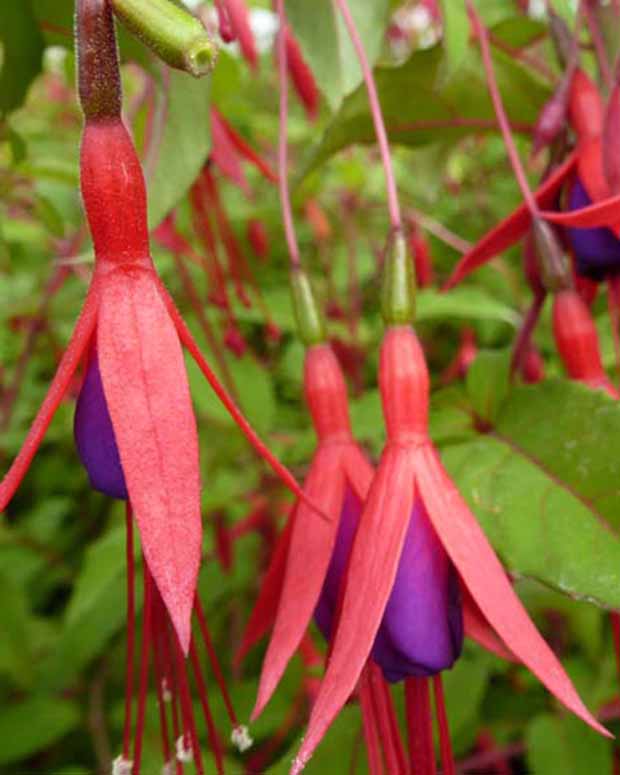 Bellenplant - Fuchsia magellanica var. gracilis - Perkplanten