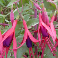 Bellenplant Magellan - Fuchsia magellanica tricolor - Terras- en balkonplanten