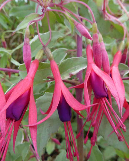 Bellenplant Magellan - Fuchsia magellanica tricolor - Terras- en balkonplanten