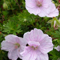 Ooievaarsbek Apfelblüte - Geranium sanguineum apfelblüte - Tuinplanten