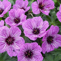 Ooievaarsbek Laurence Flatman - Geranium cinereum laurence flatman - Tuinplanten