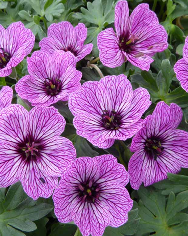 Ooievaarsbek Laurence Flatman - Geranium cinereum laurence flatman - Tuinplanten