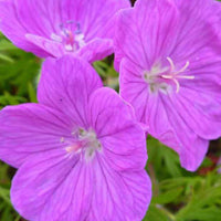 Ooievaarsbek Cedric Morris - Geranium sanguineum cedric morris - Tuinplanten