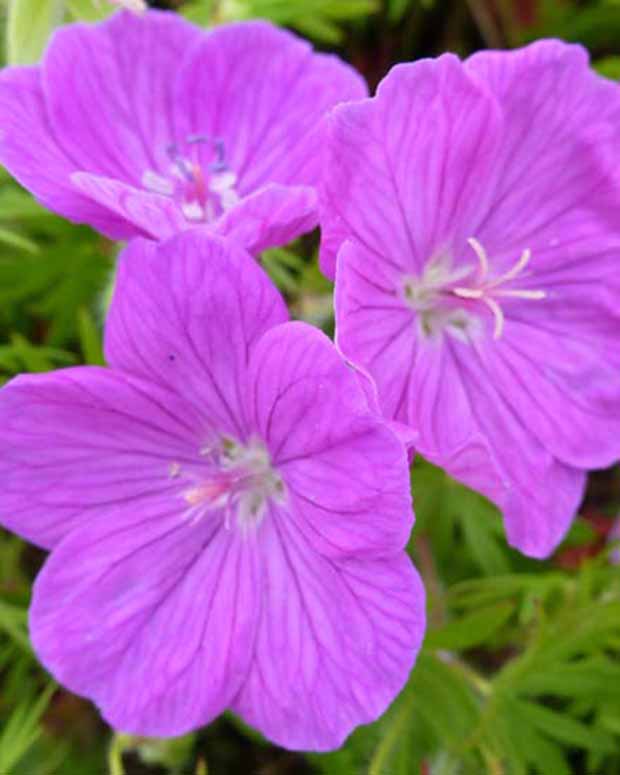 Ooievaarsbek Cedric Morris - Geranium sanguineum cedric morris - Tuinplanten