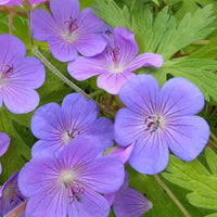 Ooievaarsbek Blue Sunrise - Geranium blogold blue sunrise - Tuinplanten