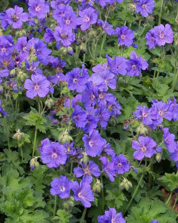 Ooievaarsbek Anemoneflorum - Geranium x magnificum anemoneflorum - Tuinplanten