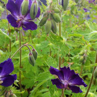 Ooievaarsbek Klepper - Geranium phaeum klepper - Tuinplanten