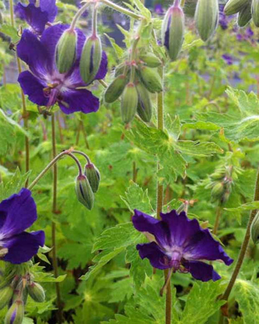 Ooievaarsbek Klepper - Geranium phaeum klepper - Tuinplanten