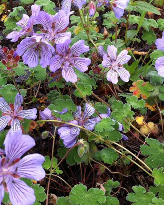 Ooievaarsbek Tcschelda - Geranium renardii tcschelda - Tuinplanten