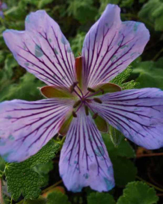 Ooievaarsbek Zetterlund - Geranium renardii zetterlund - Tuinplanten