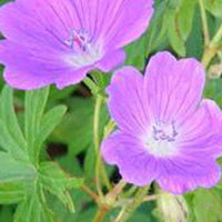 Ooievaarsbek Elsbeth - Geranium sanguineum elsbeth - Tuinplanten