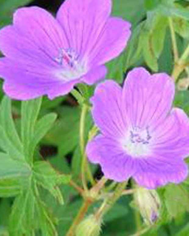 Ooievaarsbek Elsbeth - Geranium sanguineum elsbeth - Vaste planten