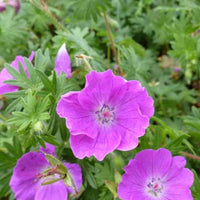 Ooievaarsbek Elsbeth - Geranium sanguineum elsbeth - Type plant