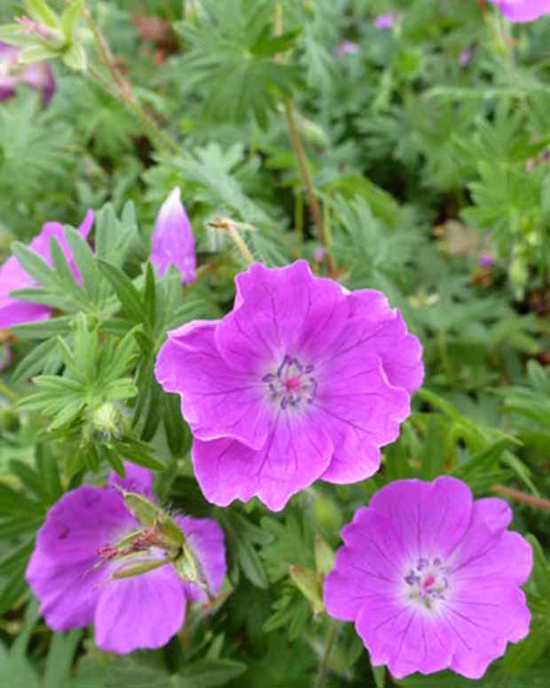 Ooievaarsbek Elsbeth - Geranium sanguineum elsbeth - Type plant