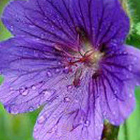 Ooievaarsbek Shooting Star - Geranium sanguineum shooting star - Tuinplanten