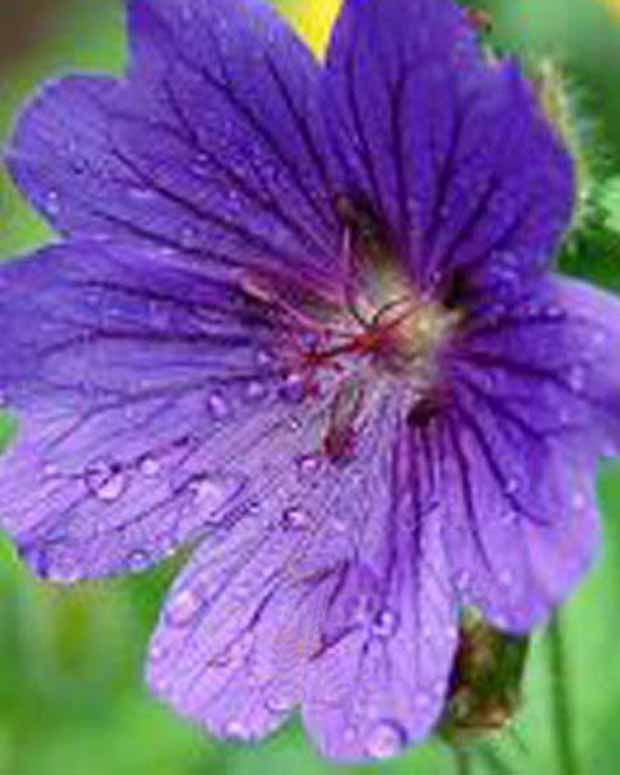 Ooievaarsbek Shooting Star - Geranium sanguineum shooting star - Vaste planten