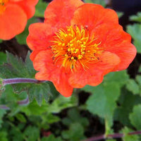 Nagelkruid Sigiswang - Geum sigiswang - Tuinplanten