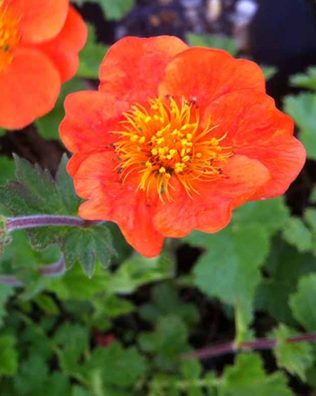 Nagelkruid Sigiswang - Geum sigiswang - Vaste planten