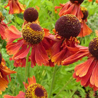 Zonnekruid Moerheim Beauty - Helenium moerheim beauty - Tuinplanten