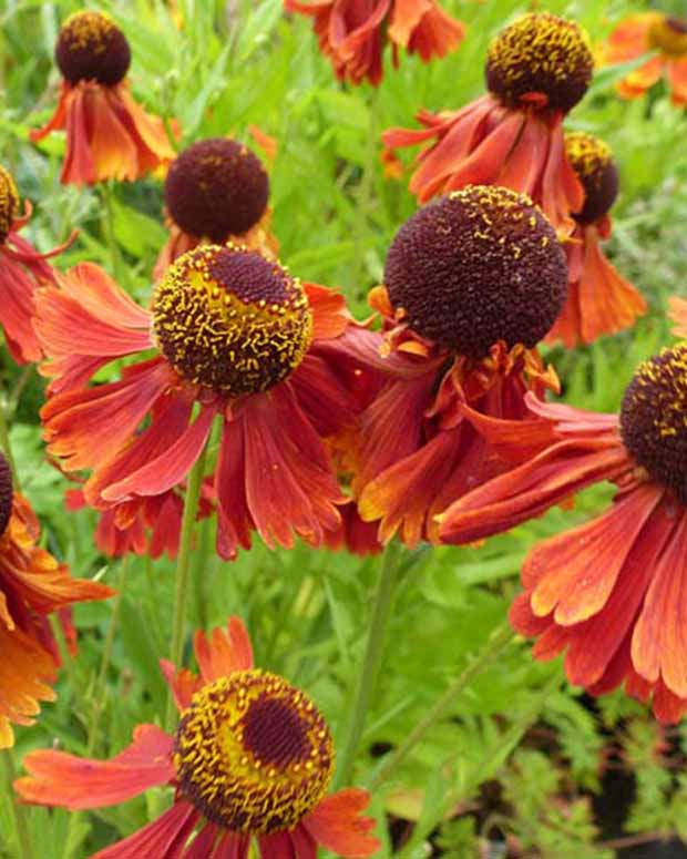 Zonnekruid Moerheim Beauty - Helenium moerheim beauty - Tuinplanten