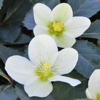 Kerstroos Snow Love - Helleborus nigercors snow love - Vaste planten