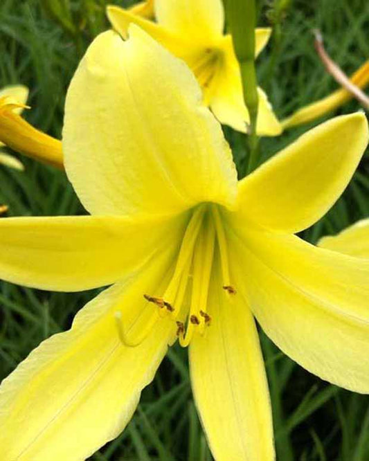 Daglelie citrine Lys d'un jour jaune - Hemerocallis citrina - Tuinplanten