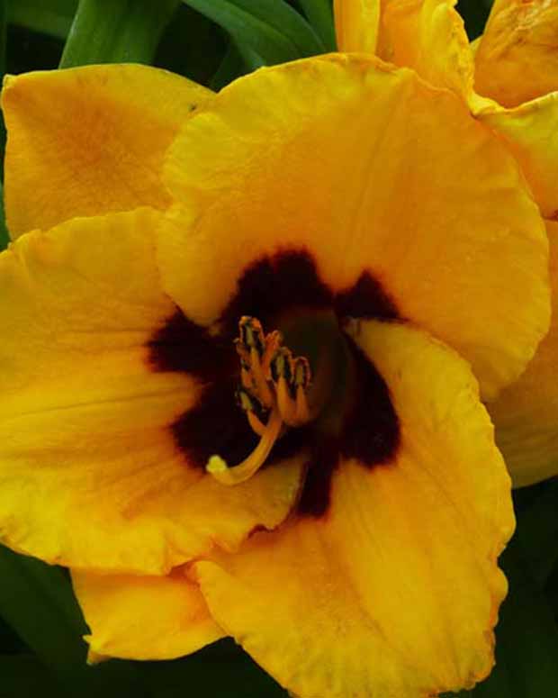 Daglelie Blackberry Candy Lys d'un jour - Hemerocallis blackberry candy - Tuinplanten