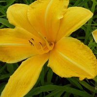 Daglelie Cartwheels Lys d'un jour - Hemerocallis cartwheels - Tuinplanten