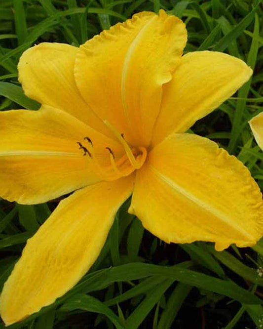 Daglelie Cartwheels Lys d'un jour - Hemerocallis cartwheels - Tuinplanten