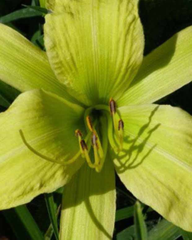 Daglelie Greenland Lys d'un jour - Hemerocallis greenland - Vaste planten