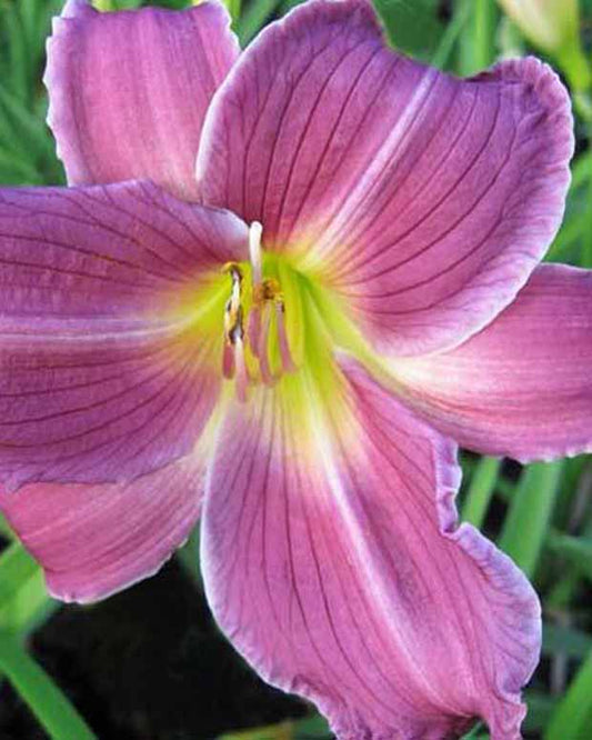 Daglelie Indian Giver Lys d'un jour - Hemerocallis indian giver - Tuinplanten