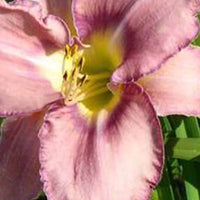 Daglelie Mildred Mitchell Lys d'un jour - Hemerocallis mildred mitchell - Tuinplanten