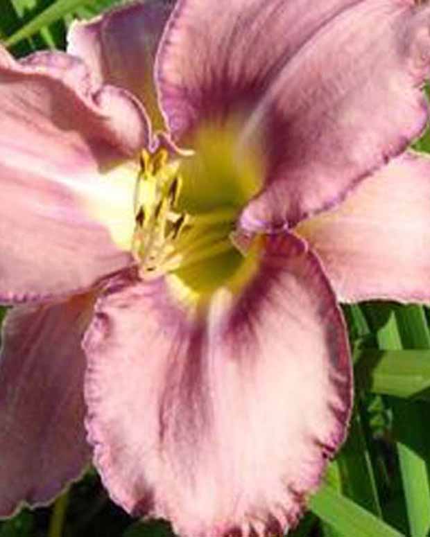 Daglelie Mildred Mitchell Lys d'un jour - Hemerocallis mildred mitchell - Tuinplanten