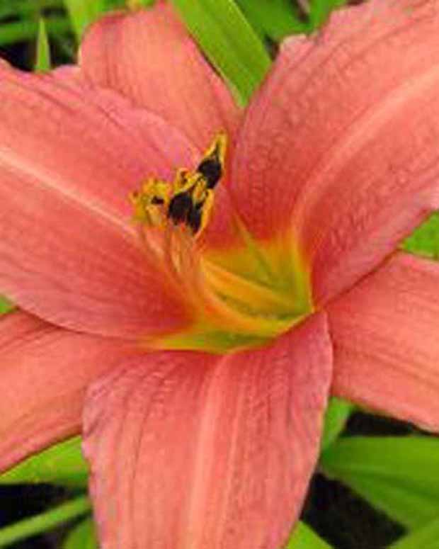 Daglelie Pink Charm Lys d'un jour - Hemerocallis pink charm - Vaste planten