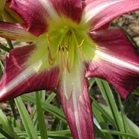 Daglelie Lys d'un jour - Hemerocallis peacock maiden - Tuinplanten