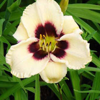 Daglelie Piano Man Lys d'un jour - Hemerocallis piano man - Tuinplanten