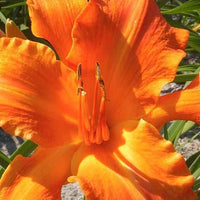 Daglelie Primal Scream Lys d'un jour - Hemerocallis primal scream - Tuinplanten