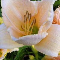 Daglelie White Temptation Lys dun jour - Hemerocallis white temptation - Tuinplanten