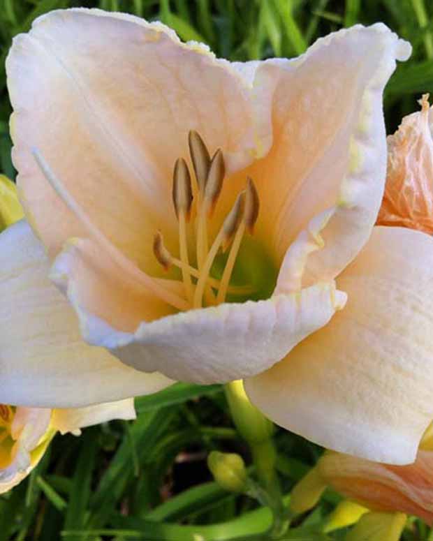 Daglelie White Temptation Lys dun jour - Hemerocallis white temptation - Vaste planten