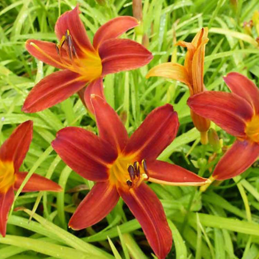 Daglelie 'Sammy Russell' - Hemerocallis sammy russell